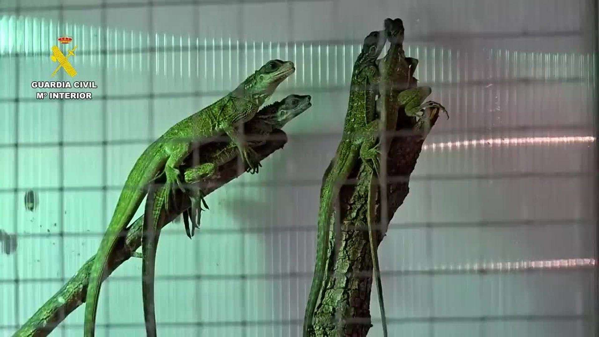 Intervenidos 200 reptiles y detenidas tres personas dedicadas al tráfico de especies protegidas