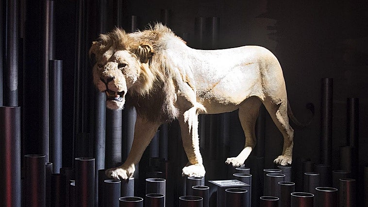 ¿Cómo consiguió el Athletic el león que tiene en el museo?