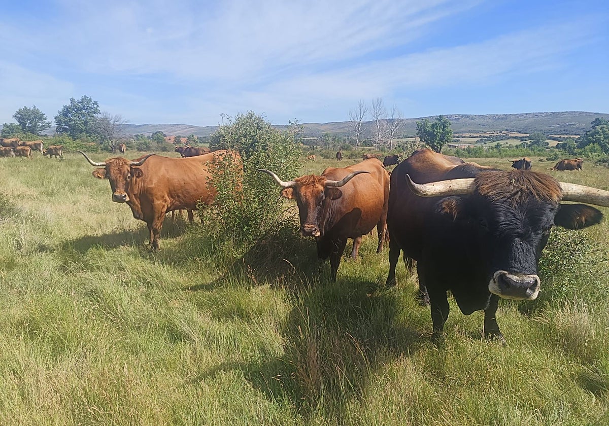 La prohibición de soltar ganado en Gorbea desata la indignación de los pastores locales