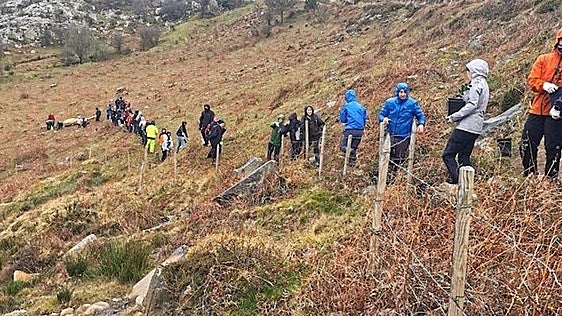La Fundación Lurgaia se cita en Bermeo para eliminar un rebrote de eucalipto