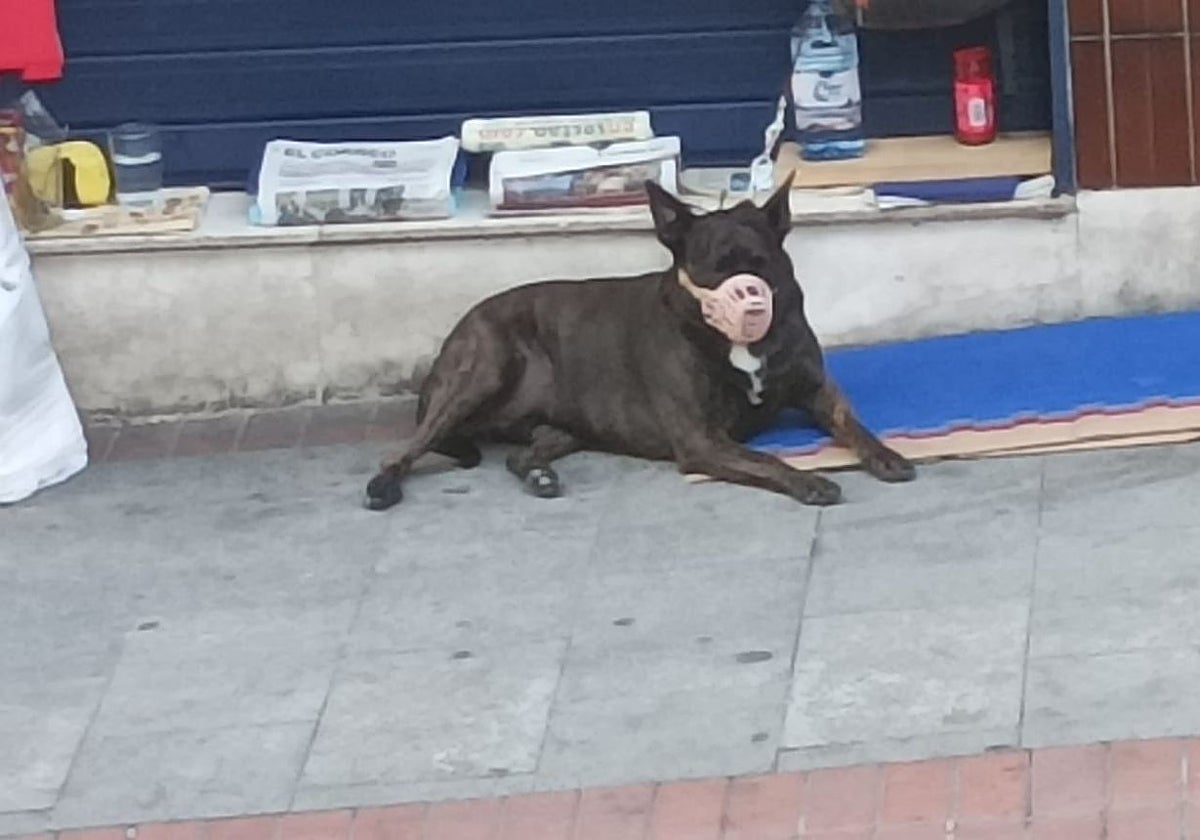 «Sestao no cumple con la ley de bienestar animal»