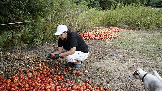 El calor arrasa las huertas: «Es la ruina»