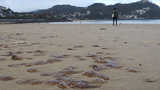 Las salpas se unen a las medusas y las carabelas portuguesas