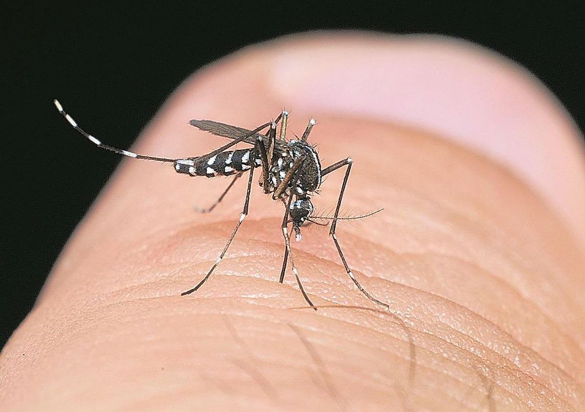 El mosquito tigre se expande y cada vez pica más en Bizkaia