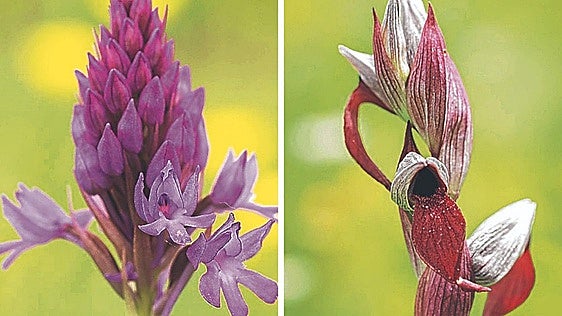 Vitoria bate otro récord de orquídeas con 90 especies registradas