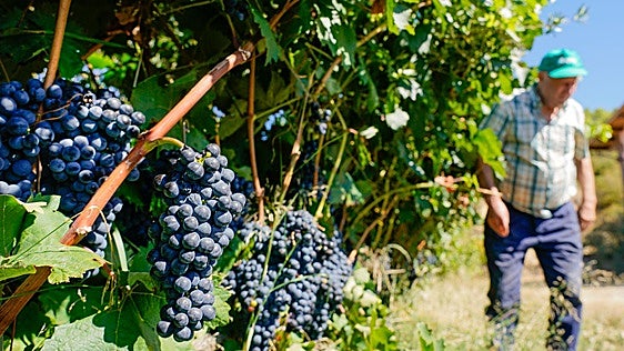 Arranca la vendimia más temprana de Rioja Alavesa