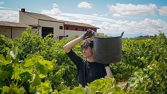 Arranca la vendimia de txakoli en Álava con «buenas expectativas»
