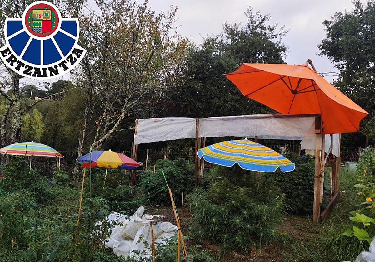 La Ertzaintza localiza 111 plantas de marihuana en tres fincas de Lemoiz