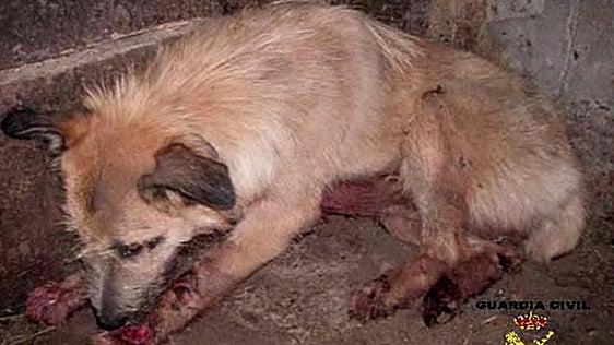 Elkarrekin exige elevar las multas por maltrato animal hasta los 200.000 euros en Vitoria