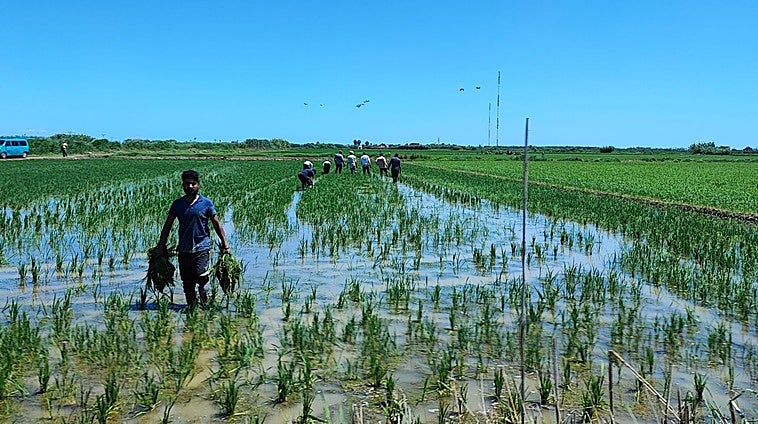 Los mil y un usos del arroz