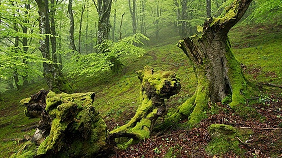 Espectacular ruta por el hayedo más grande de Bizkaia