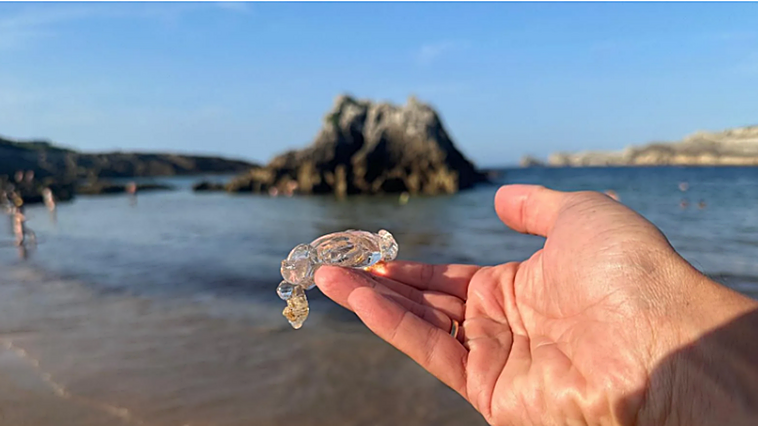 Las salpas llegan también a las playas de Cantabria