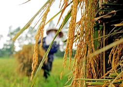 Un trabajador recoge plantas de arroz en Vietnam / Archivo