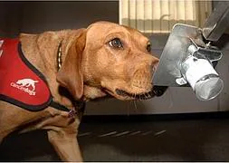 Un perro de Medical Detection Dogs, en Inglaterra, olfatea una muestra en una prueba para detectar cáncer
