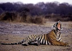 Un tigre bosteza en el Parque Nacional Ranthambore, en la India. / Aditya Singh (Afp)