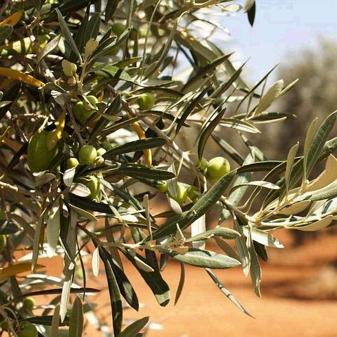 Las hojas de olivo, ricas en ácido oleanólico.