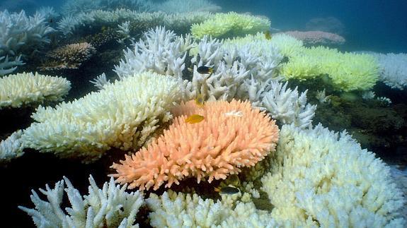 Arrecife de coral en Australia, amenazado por los residuos y el calentamiento global.