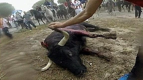 Imágenes de video facilitadas por el partido animalista PACMA del tradicional Toro de la Vega.