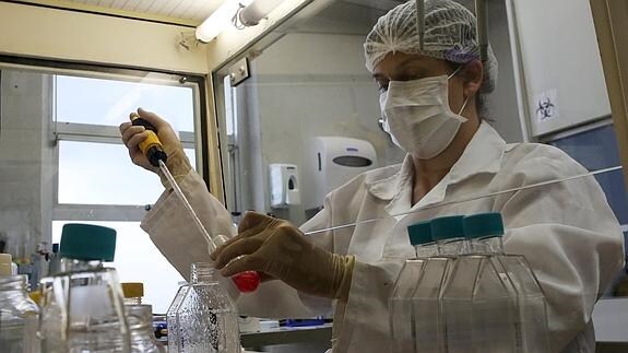 Una bióloga trabaja con células del mosquito Aedes.
