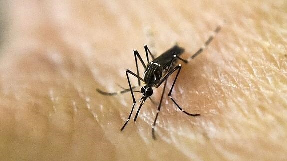 El mosquito que transmite el virus.