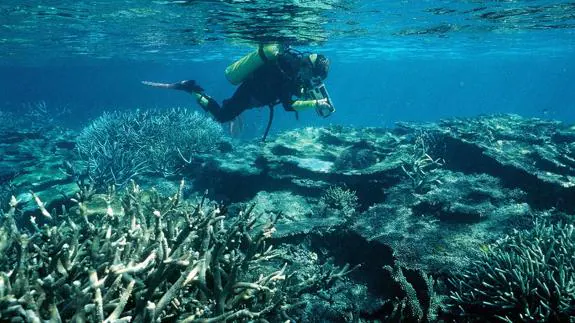 Arrecife de coral.