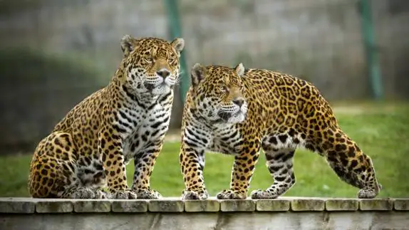 Dos jaguares en un parque natural.