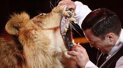 El 'circo' municipal contra los circos