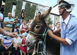 Tamames I, la burra más rápida