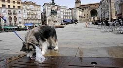 Un perro juega con el agua en la plaza de la Virgen Blanca. / I. Aizpuru