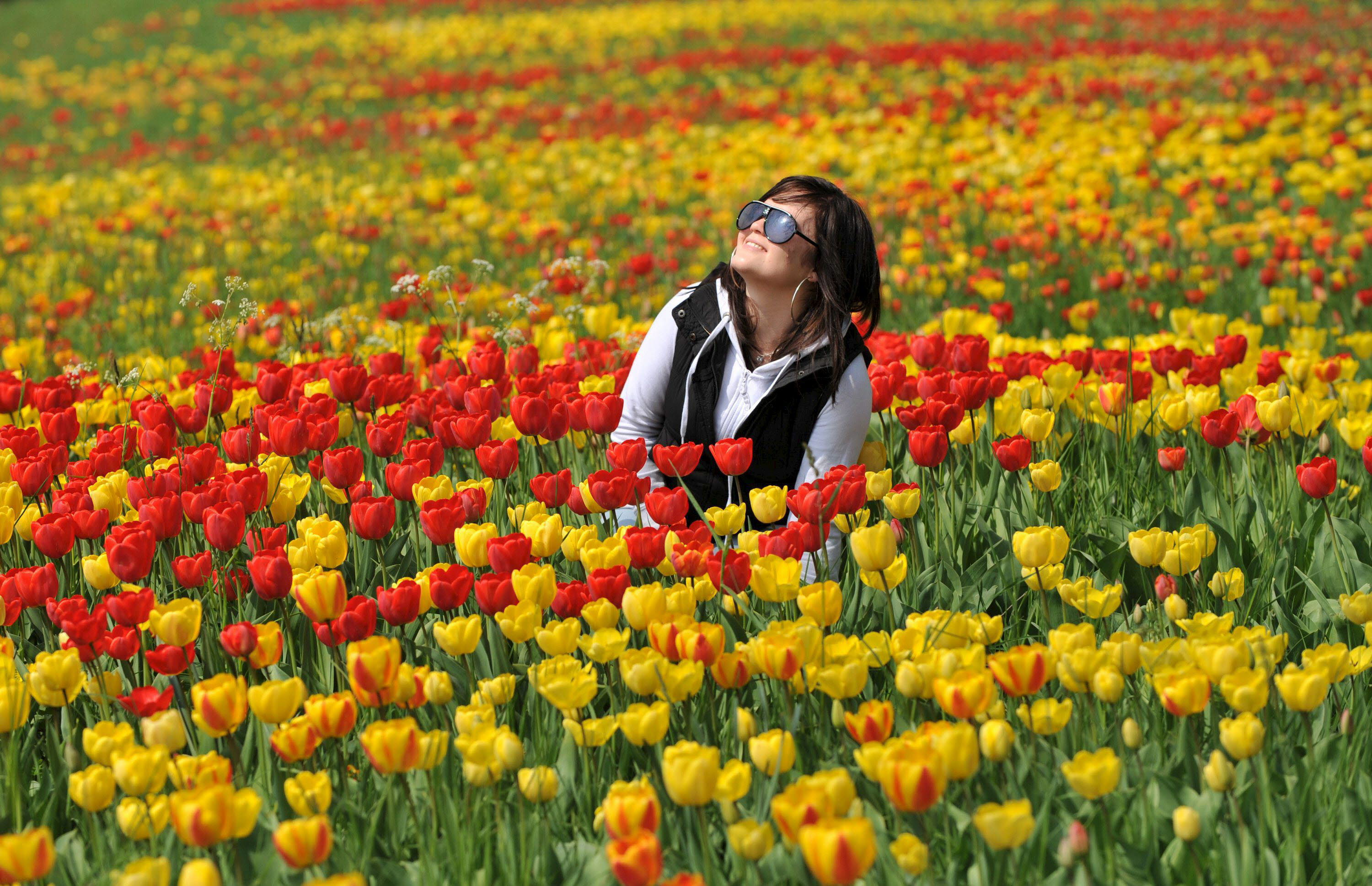 Un campo de tulipanes rojos y amarillos, en Mainau (Alemania).  