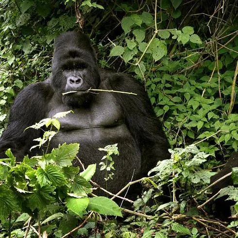 Un gorila en el Parque Nacional de Virunga, Uganda.