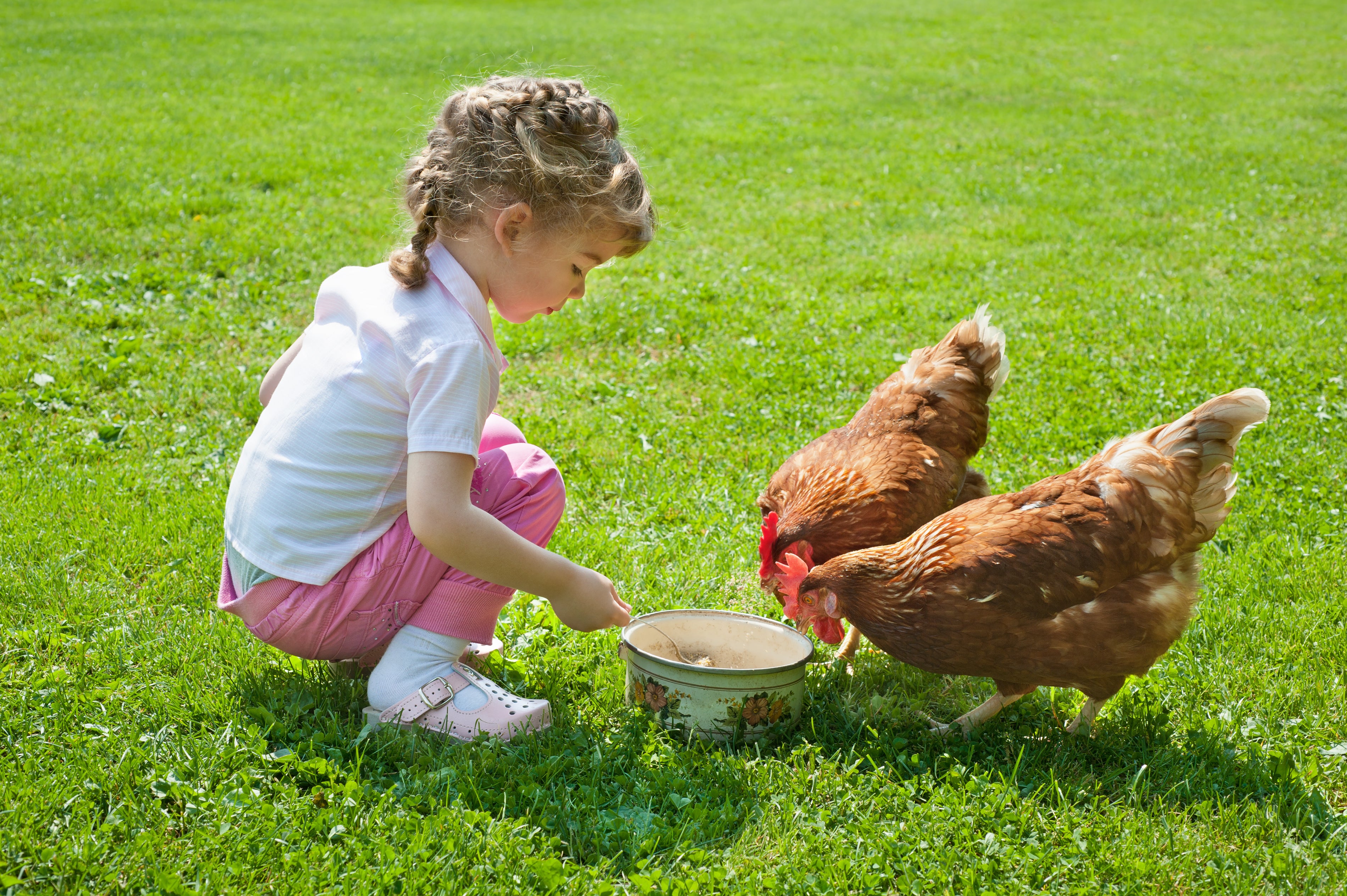 Una niña da de comer a unas gallinas.