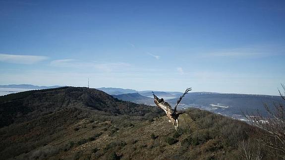 Un ave planea sobre los Montes de Vitoria. 