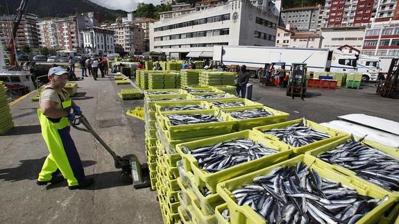 Descarga de anchoa en el puerto de Ondarroa.