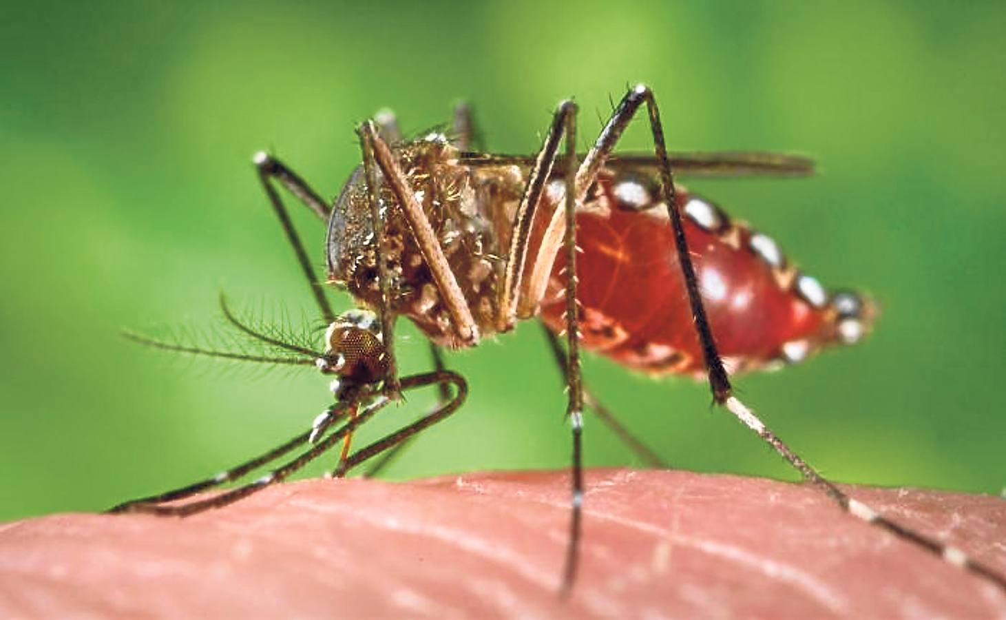 Un ejemplar de Aedes aegypti, el mosquito transmisor del virus causante del dengue, en el momento de picar a una persona.
