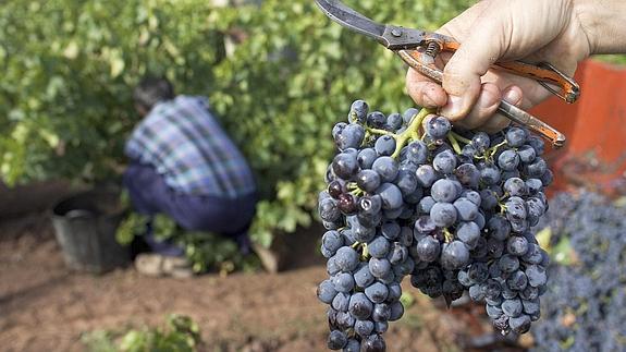 La Garnacha es una uva originariamente española.