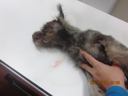 Encuentran a una perra cruelmente maltratada en un zarzal de La Peña