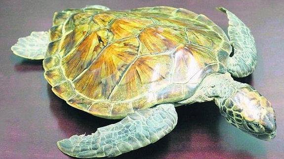 Ejemplar disecado de tortuga carey incautado en Gijón.