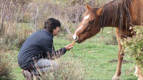 Uno de los caballos de la Asociación Winston recibe mimos. 