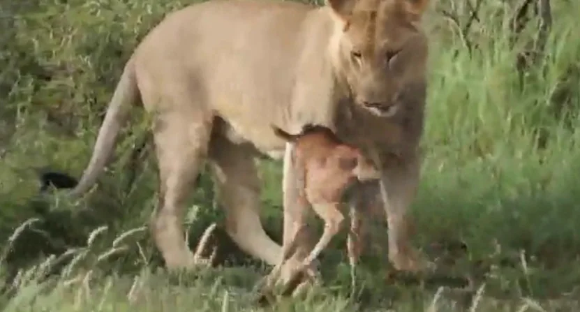 La lucha de dos leones por un cervatillo | El Correo