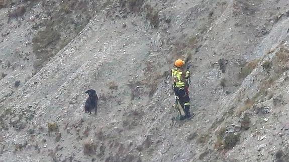 El operativo de rescate ha tardado hora y media en salvar al animal.