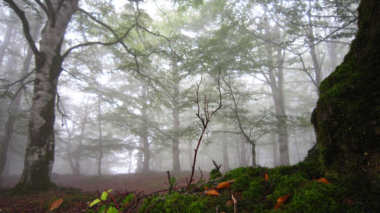 El bosque de Urbasa es un lugar mágico. 