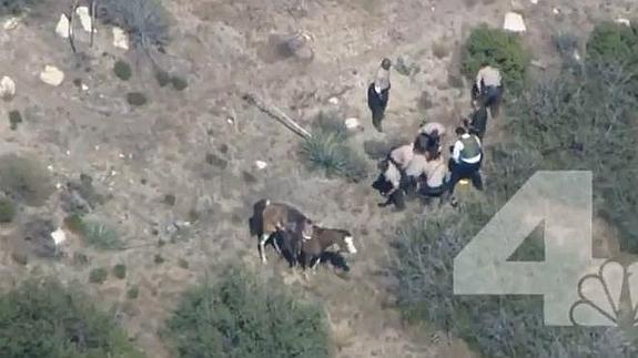 Los agentes golpean al joven en presencia del caballo.