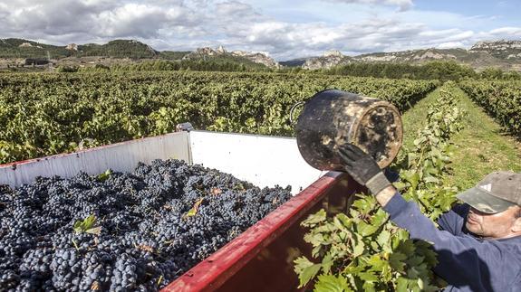 Vendimia en Haro, La Rioja. 