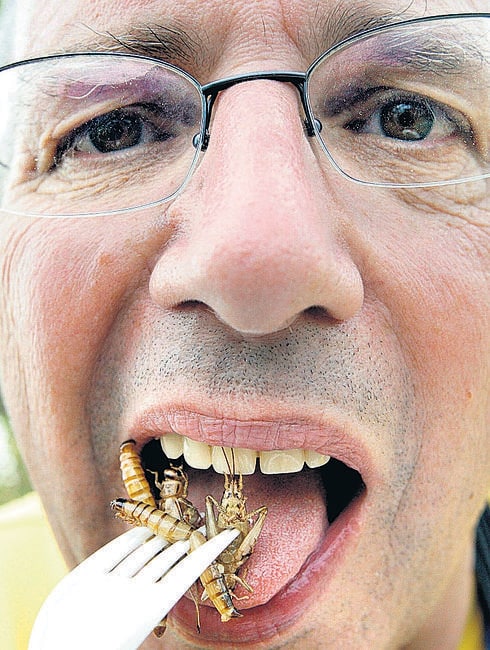 El naturalista suizo Louis Champod come insectos.