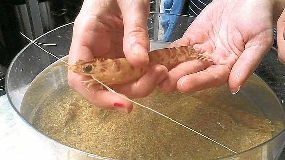 Los langostinos pueden llegar a medir 20 centímetros.