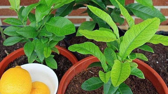 Plantas nacidas hace poco más de un año a partir de semillas de limones como los de la imagen.