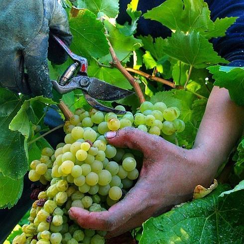 Un temporero corta un racimo de uva blanca en Rioja Alavesa. 