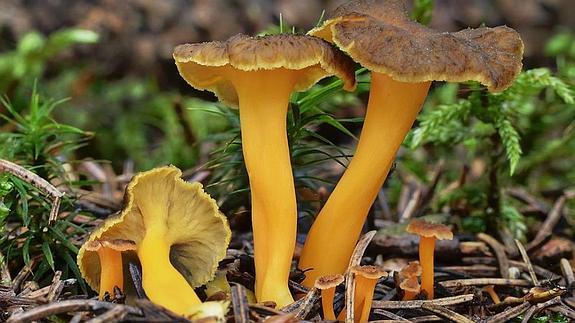 Ejemplar de cantharellus lutescens.