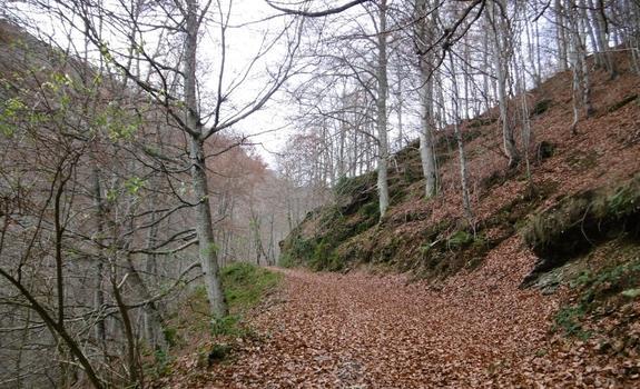 La hojarasca cubre el camino.